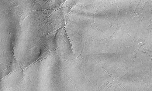 Vascular Systems in Vellum